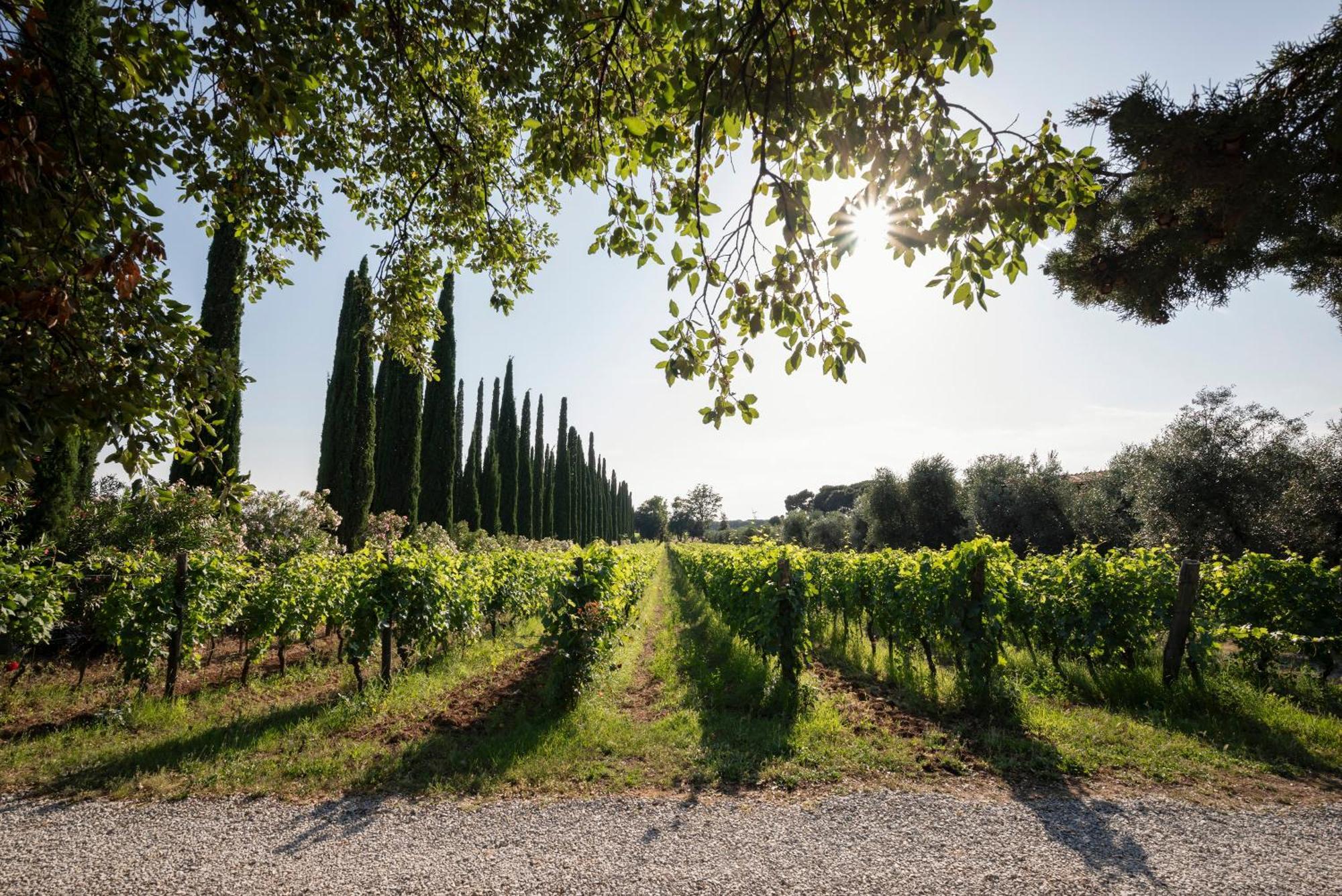 Agriturismo Tra Gli Ulivi, Chiappini Winery Bolgheri Luaran gambar