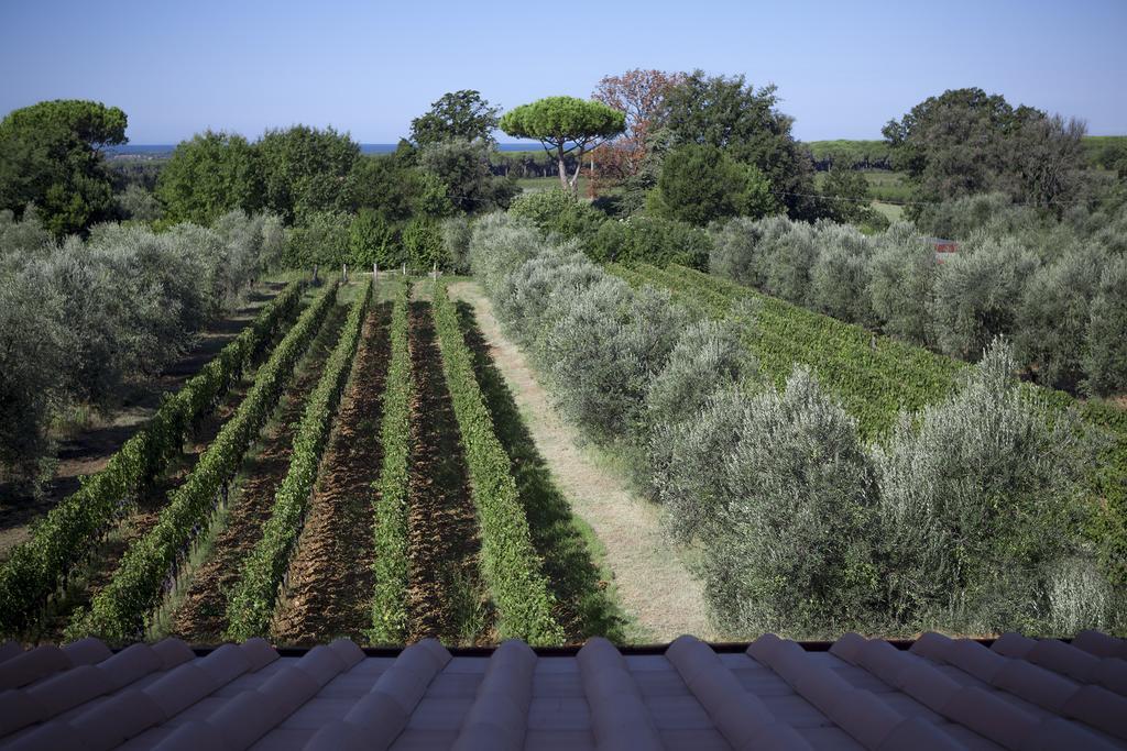 Agriturismo Tra Gli Ulivi, Chiappini Winery Bolgheri Luaran gambar