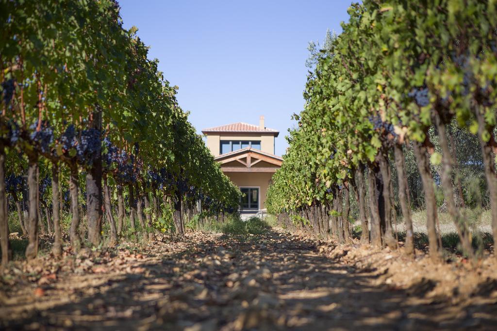 Agriturismo Tra Gli Ulivi, Chiappini Winery Bolgheri Luaran gambar